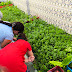 HUERTO ECOLÓGICO huerto ecolÓgico